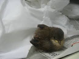 pictures wild baby birds
