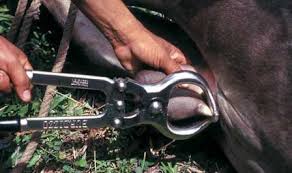 should be castrated.