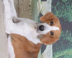american foxhounds