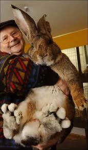 ITS BIGS BUNNY