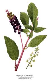 phytolacca