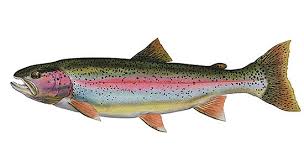 rainbow trout pictures