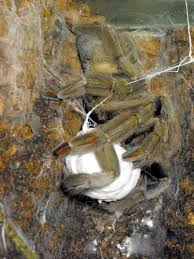 psalmopoeus cambridgei