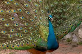 peacock pictures