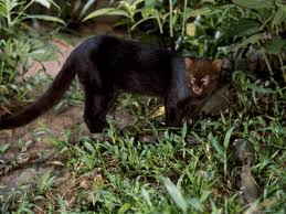ecuador amazon