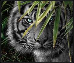 panther tiger