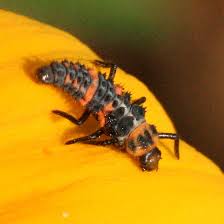 ladybird beetle larvae