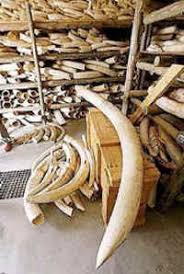elephant ivory tusks