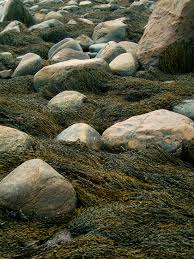 rockweed seaweed