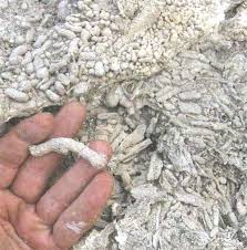 fossils in rocks