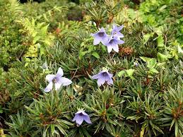 codonopsis