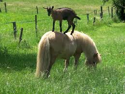 image poney
