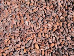 coco bean