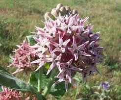 showy milkweed pictures