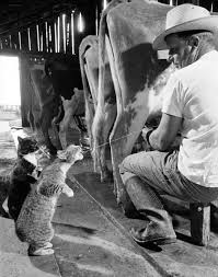 vaca de leite