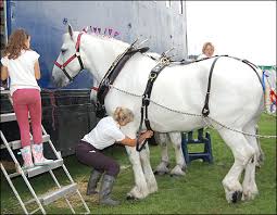 shire horse