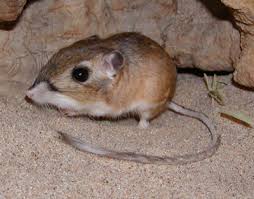 small mammal pictures
