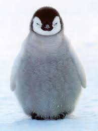 baby penguins