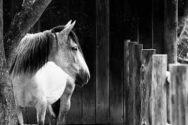 black and white horse photographs