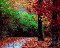 foret d automne
