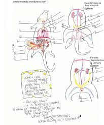 anatomy of the rat