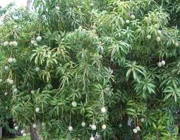 mango tree