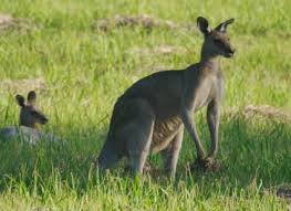 eastern grey kangaroo