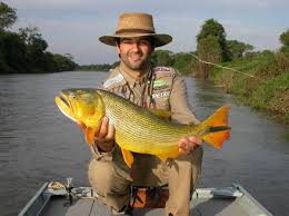 dourado