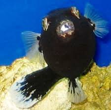 dogface puffer