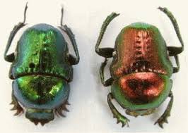 scarab beetle