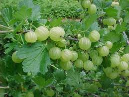 amla indian gooseberry