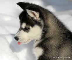 husky puppy
