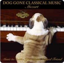 dogs rock