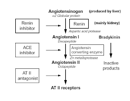 renin angiotensin pathway