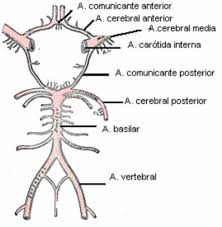 irrigacion cerebral