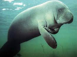 the florida manatee