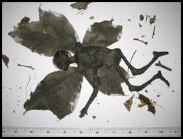 real fairy photos