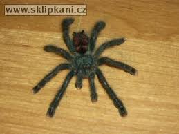 avicularia geroldi