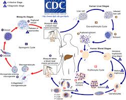 climate change and human health