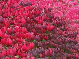 euonymus compactus
