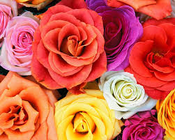 love roses
