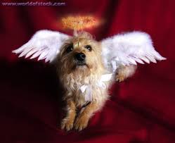 angel the dog