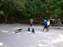 real monkey pictures