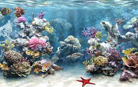 coral reef aquariums