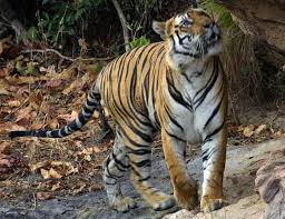 bengal tiger photos