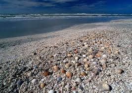 sanibel shells