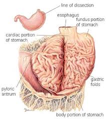 digestive system stomach