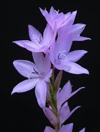 watsonia