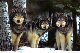 posters of wolves