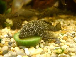 plecostomus types